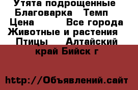 Утята подрощенные “Благоварка“,“Темп“ › Цена ­ 100 - Все города Животные и растения » Птицы   . Алтайский край,Бийск г.